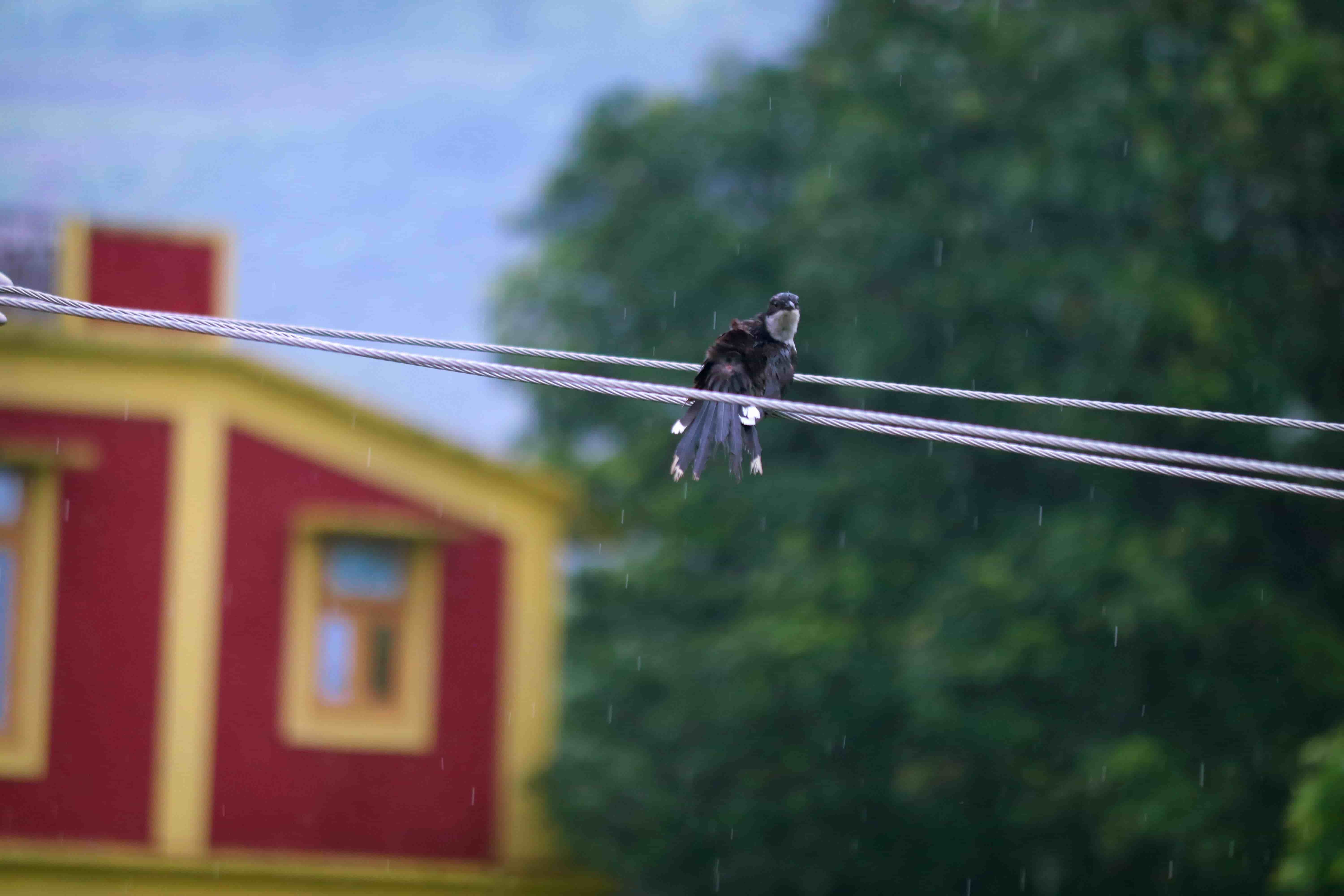 Birds Chirping in Rain 1