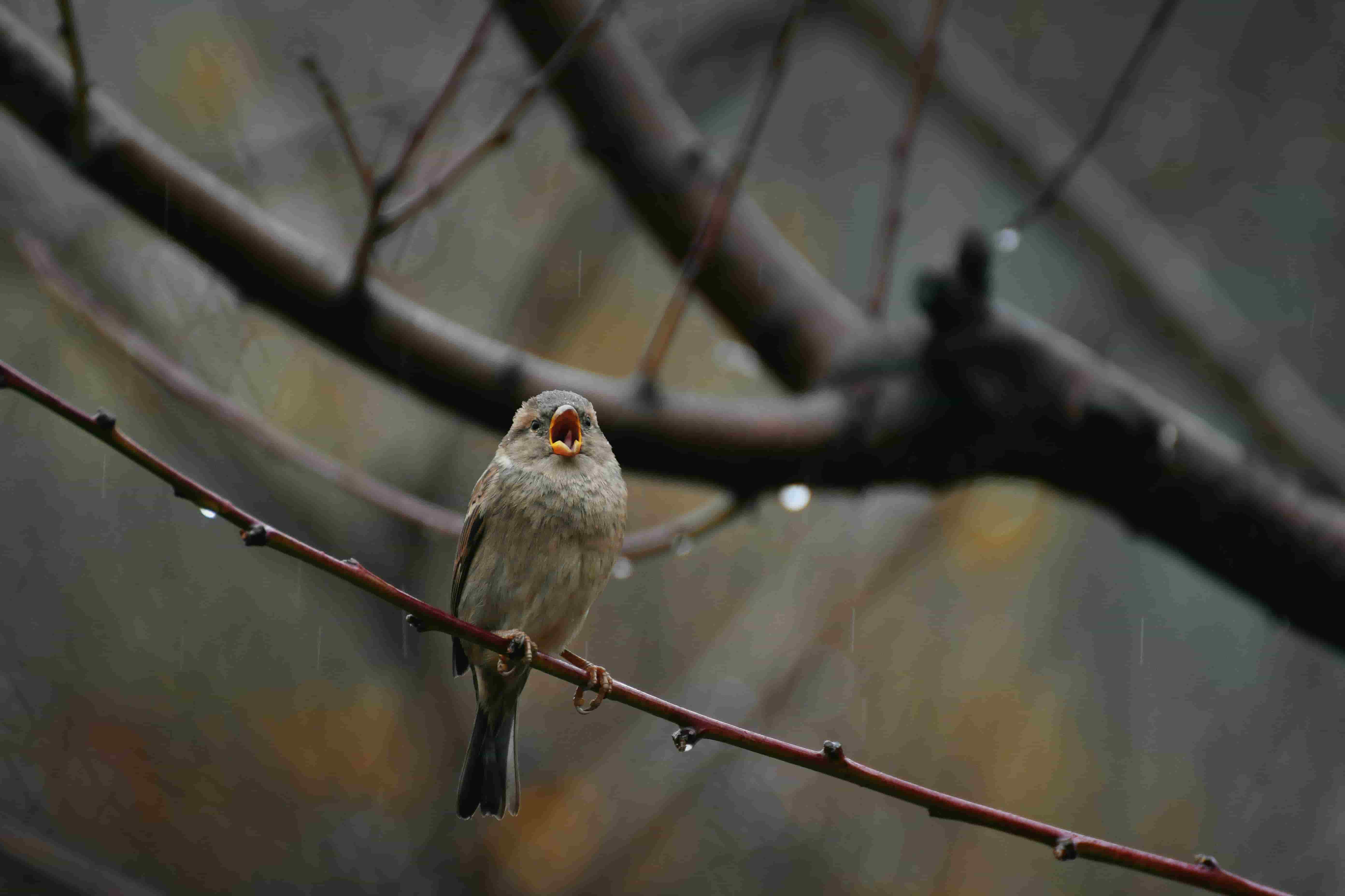Birds Chirping in Rain 2