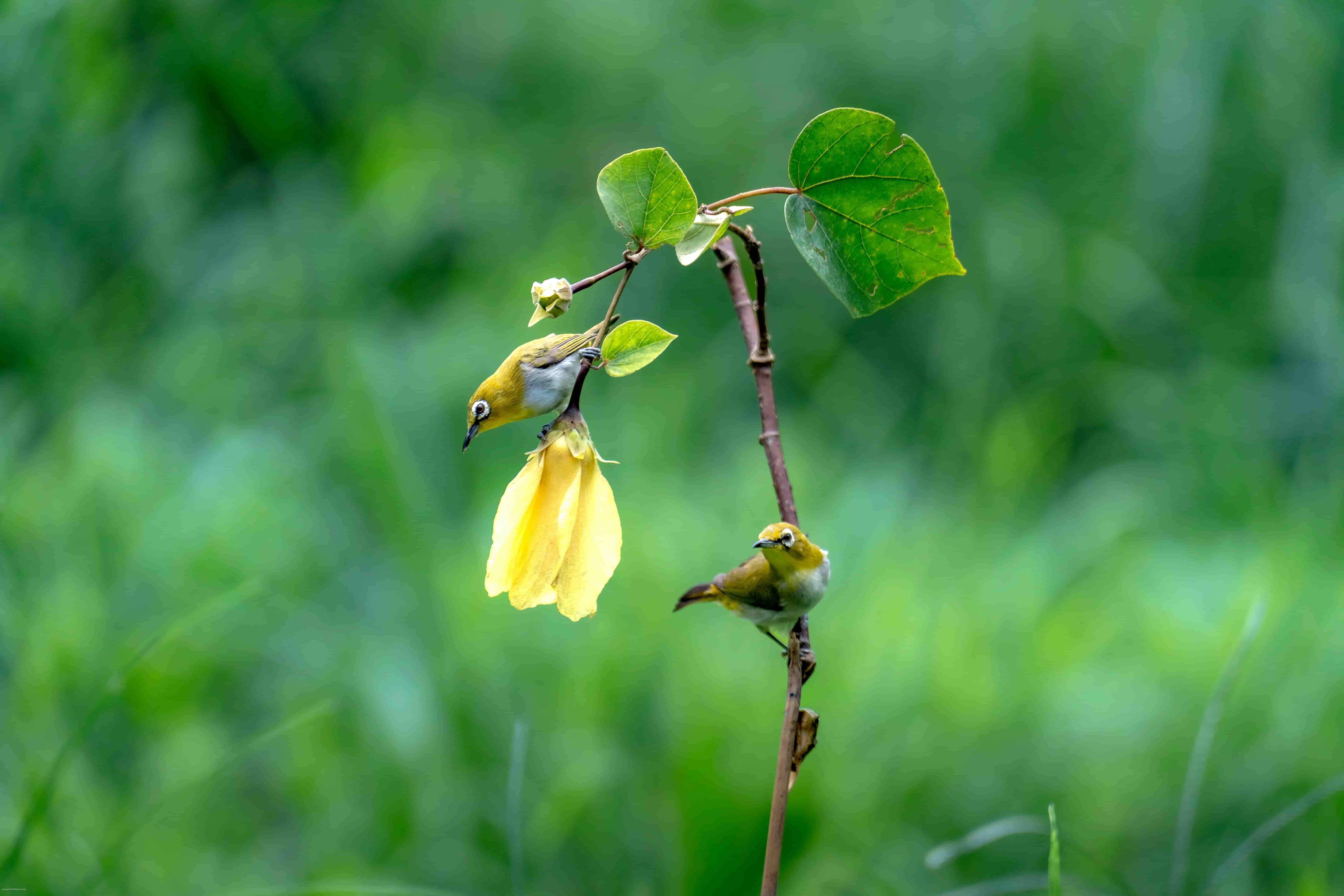 Birds Chirping in Summer 3