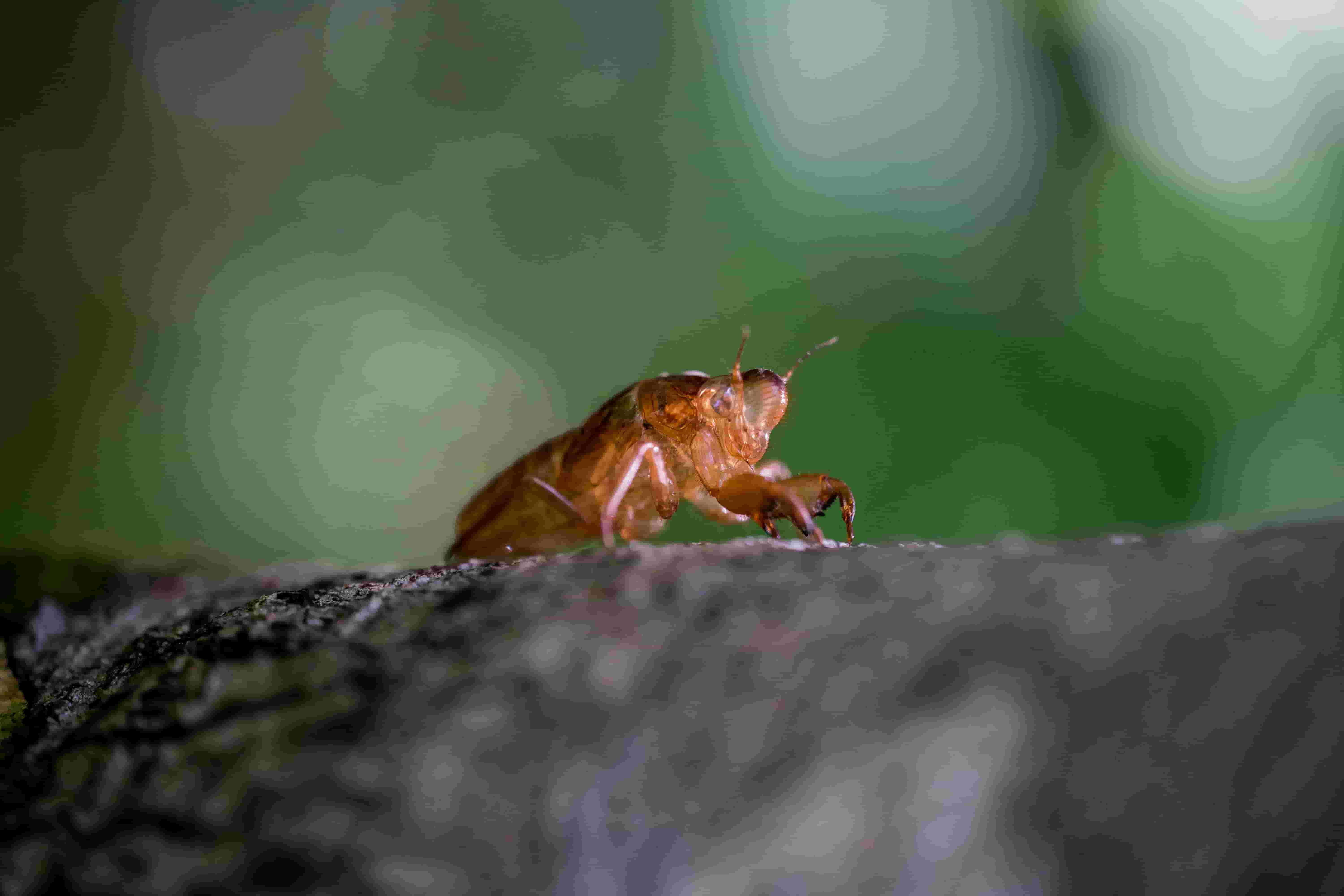 Cicadas 1