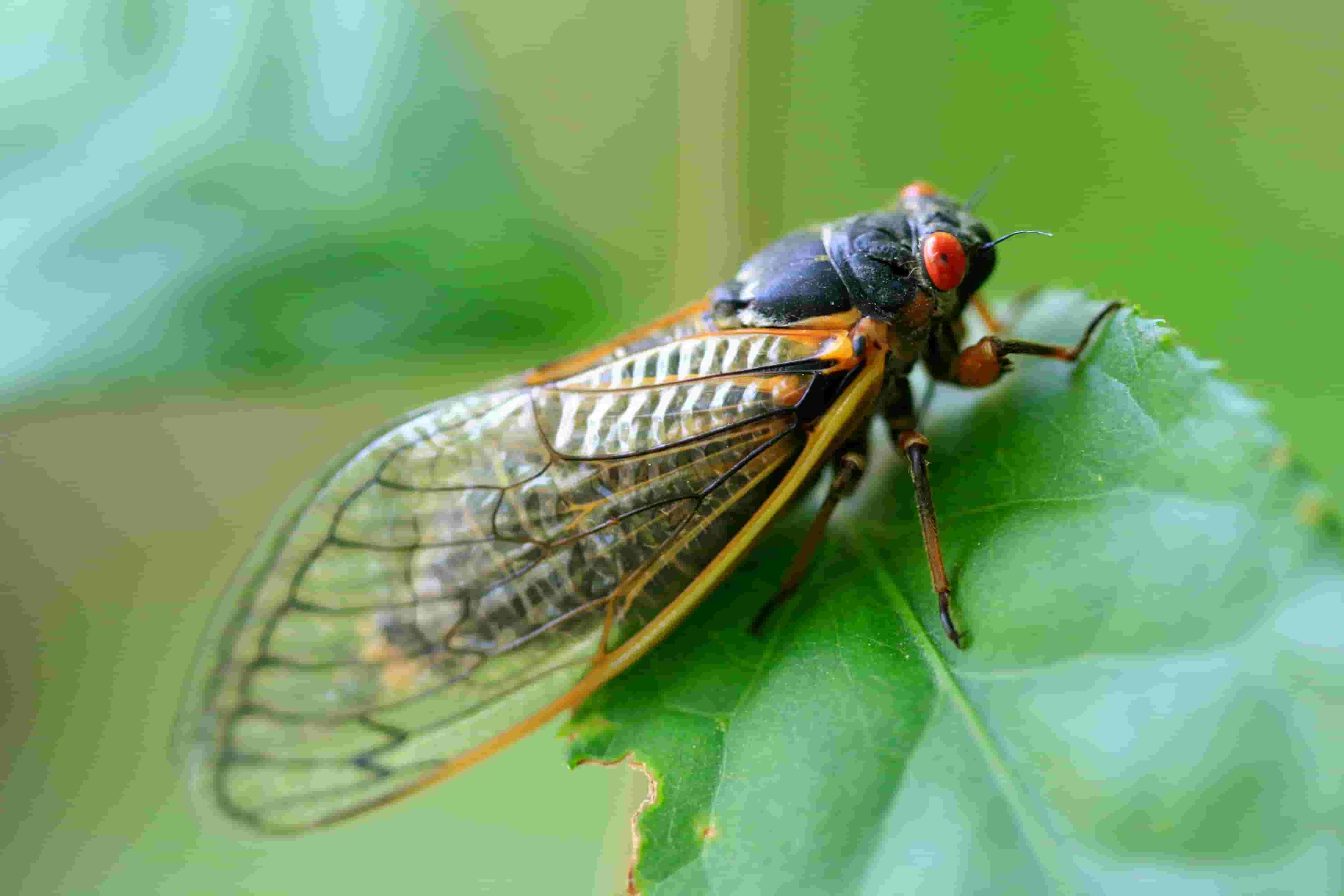 Cicadas 2