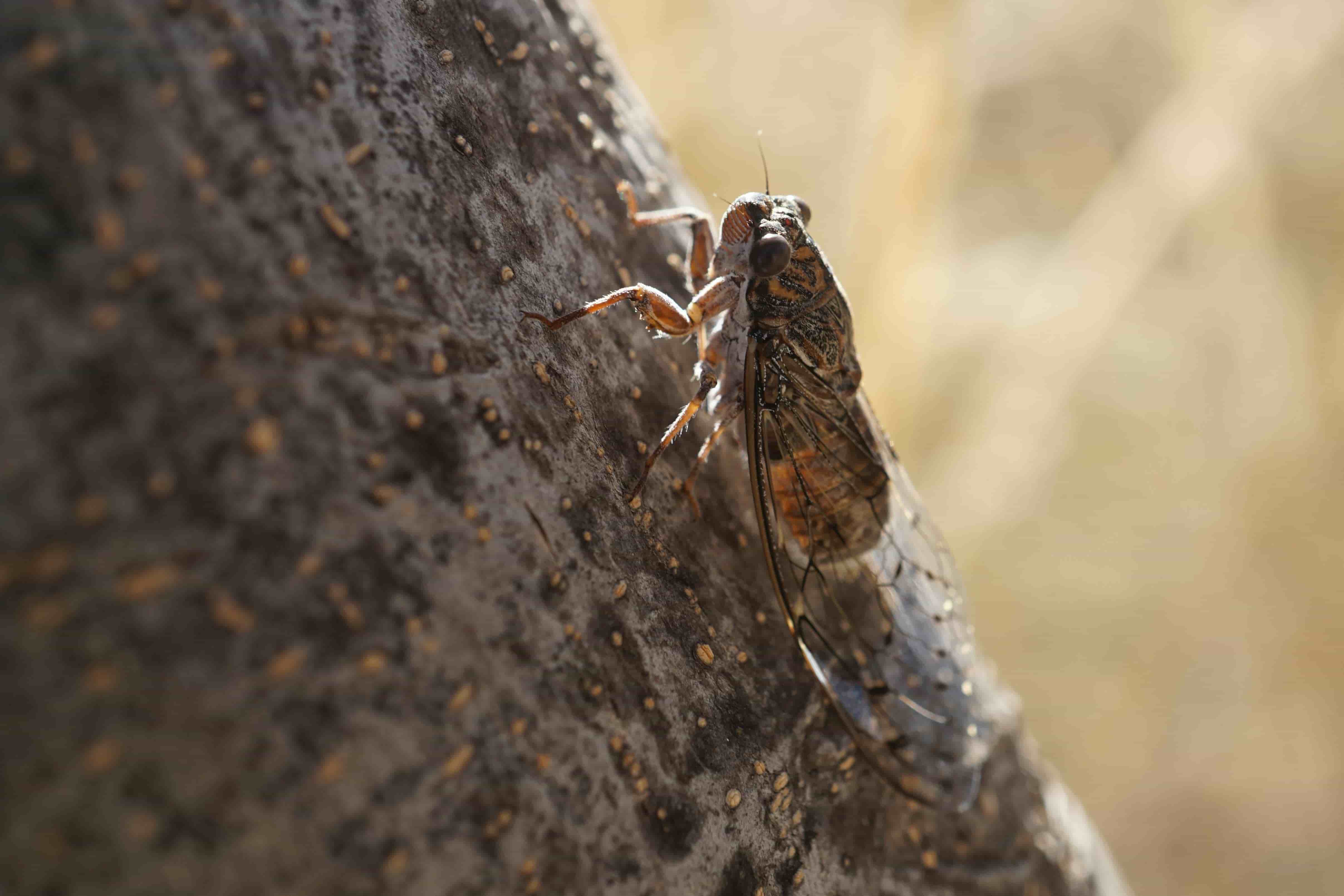 Cicadas 3