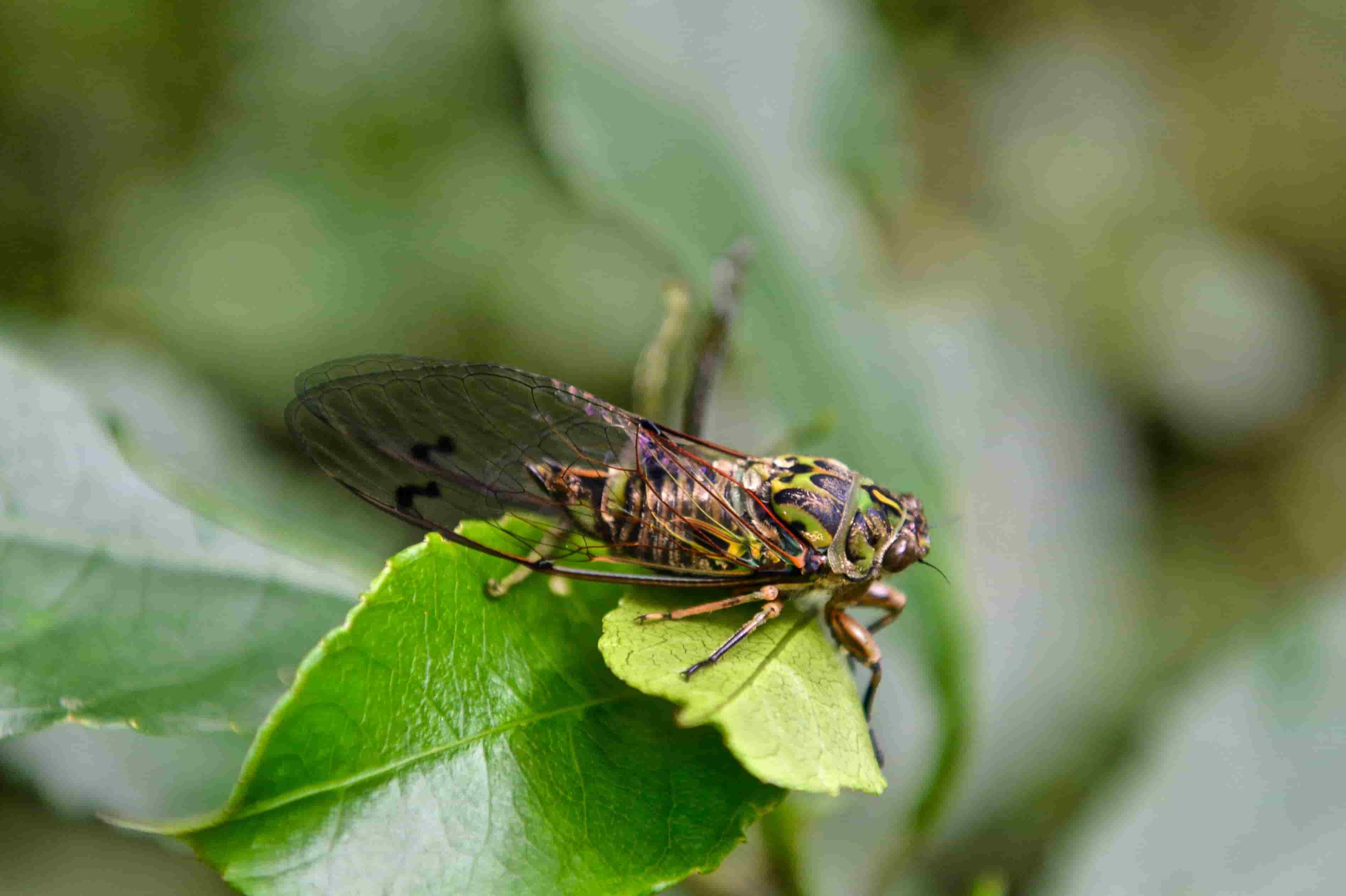 Cicadas 4