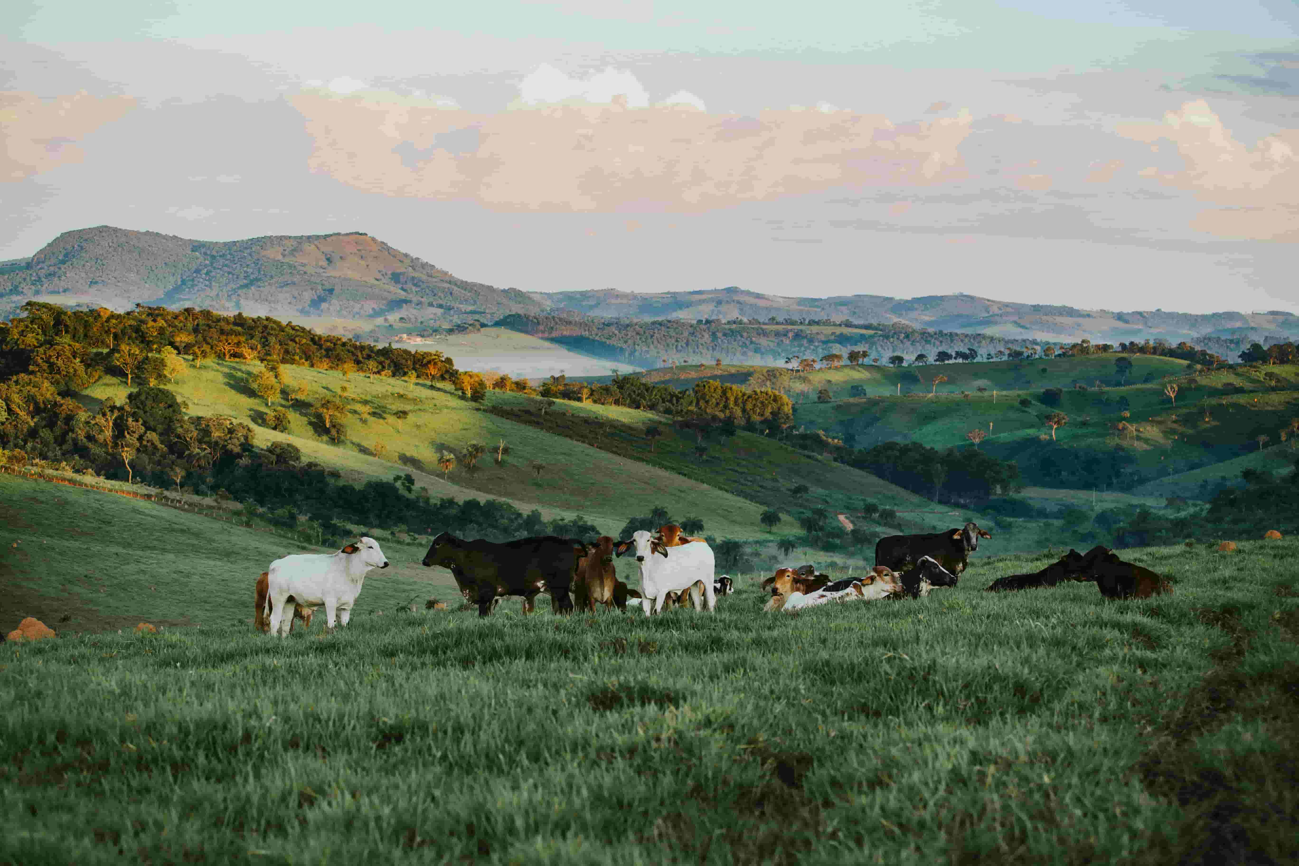 Farm