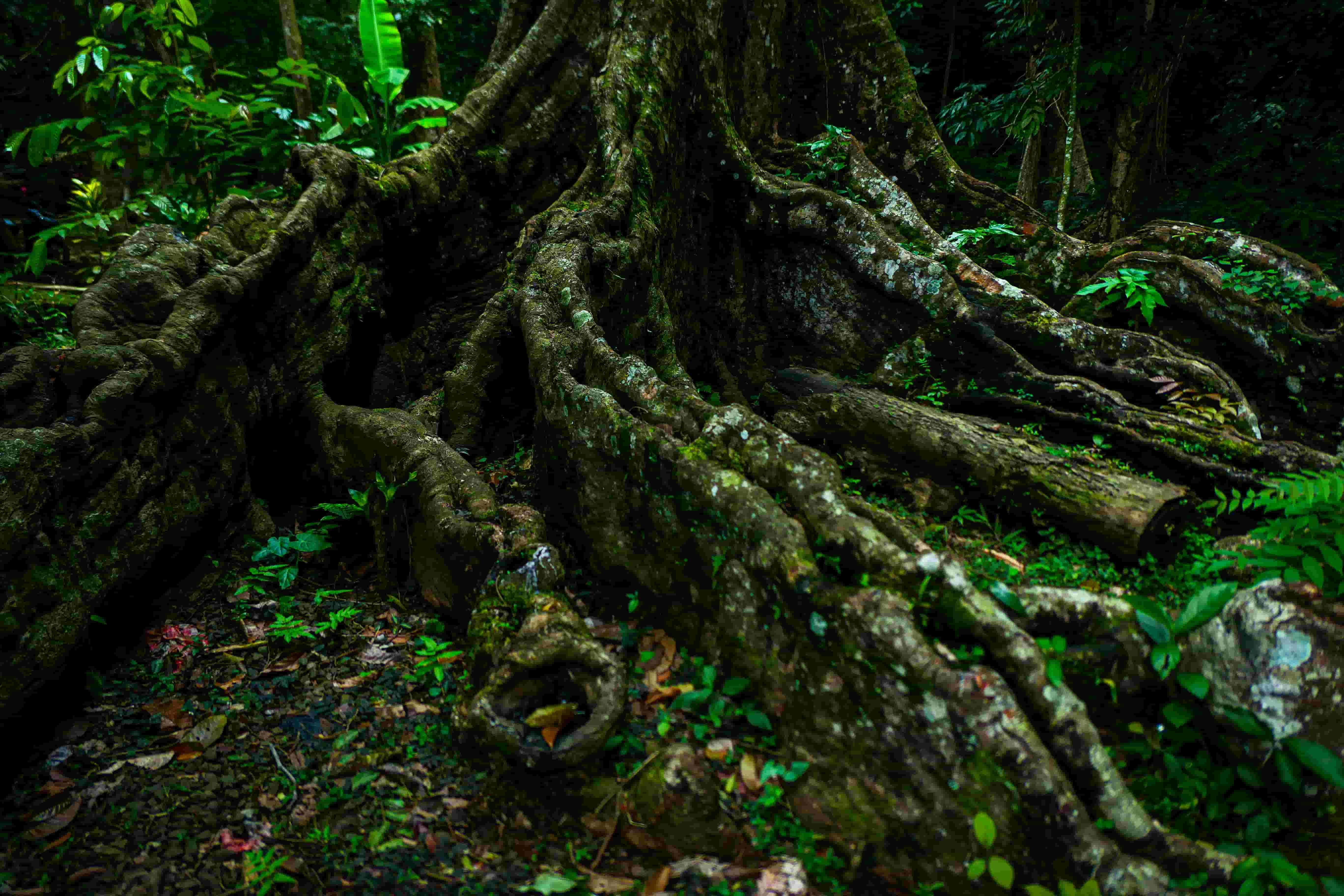 Forest 1