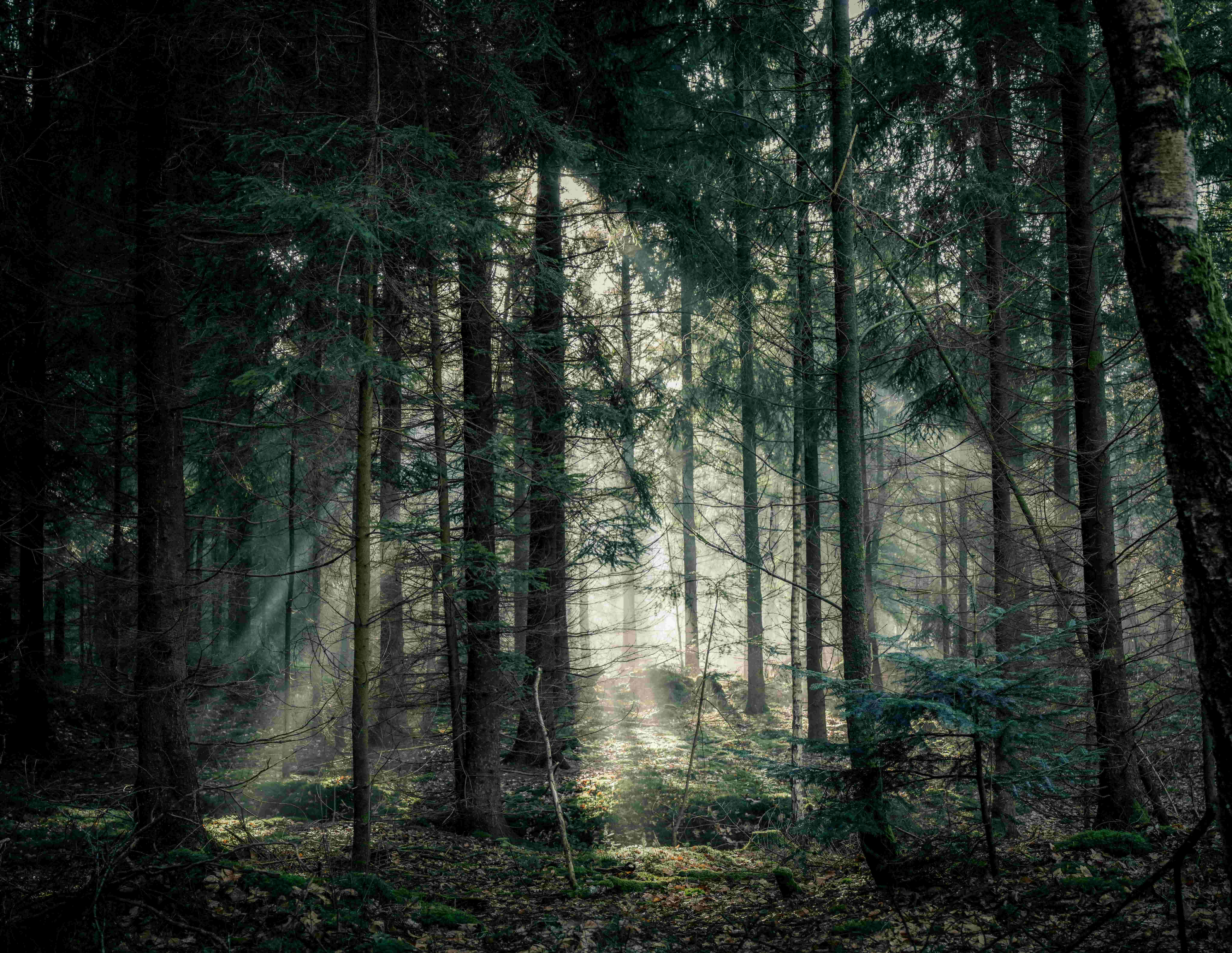 Forest 10