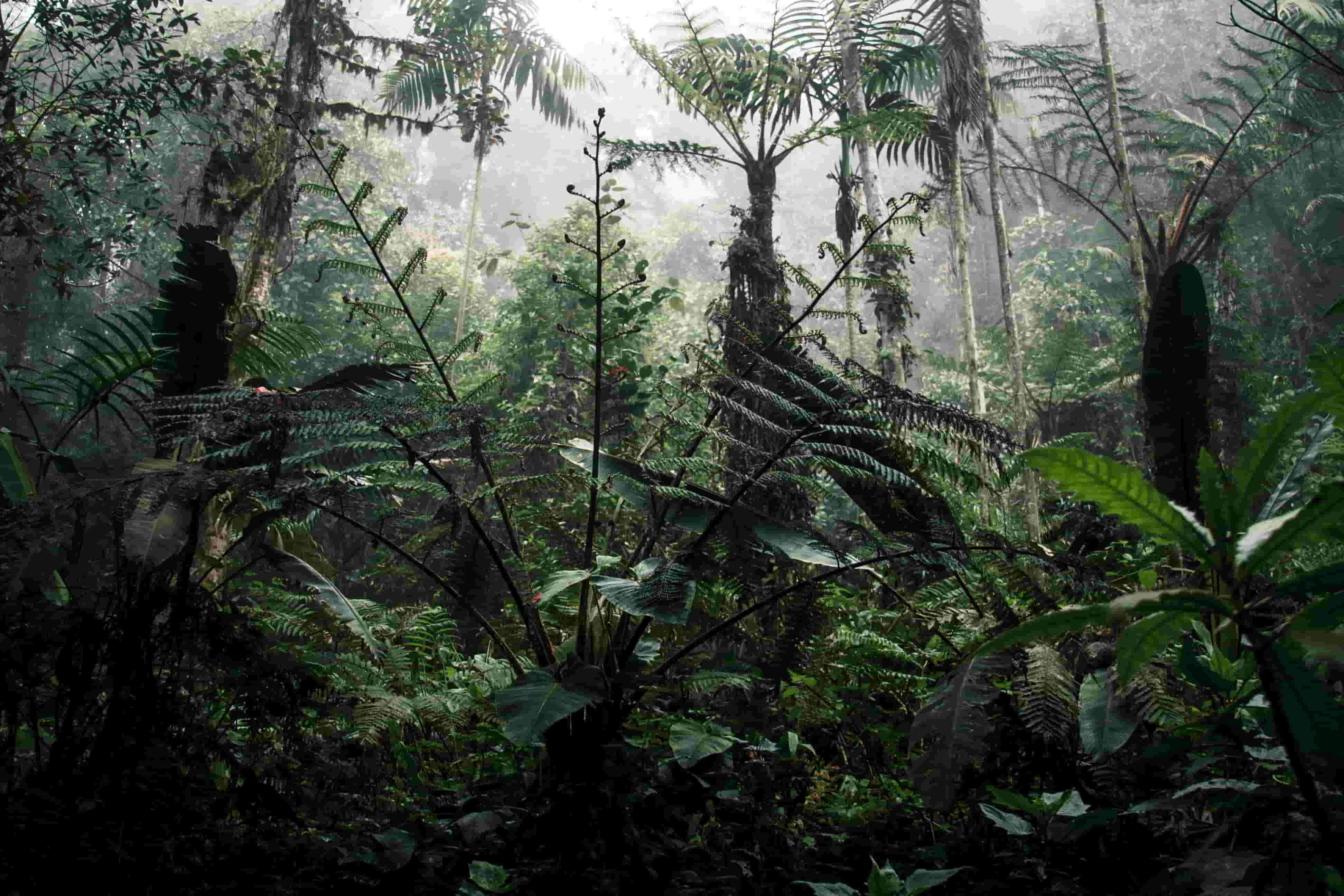Forest 12