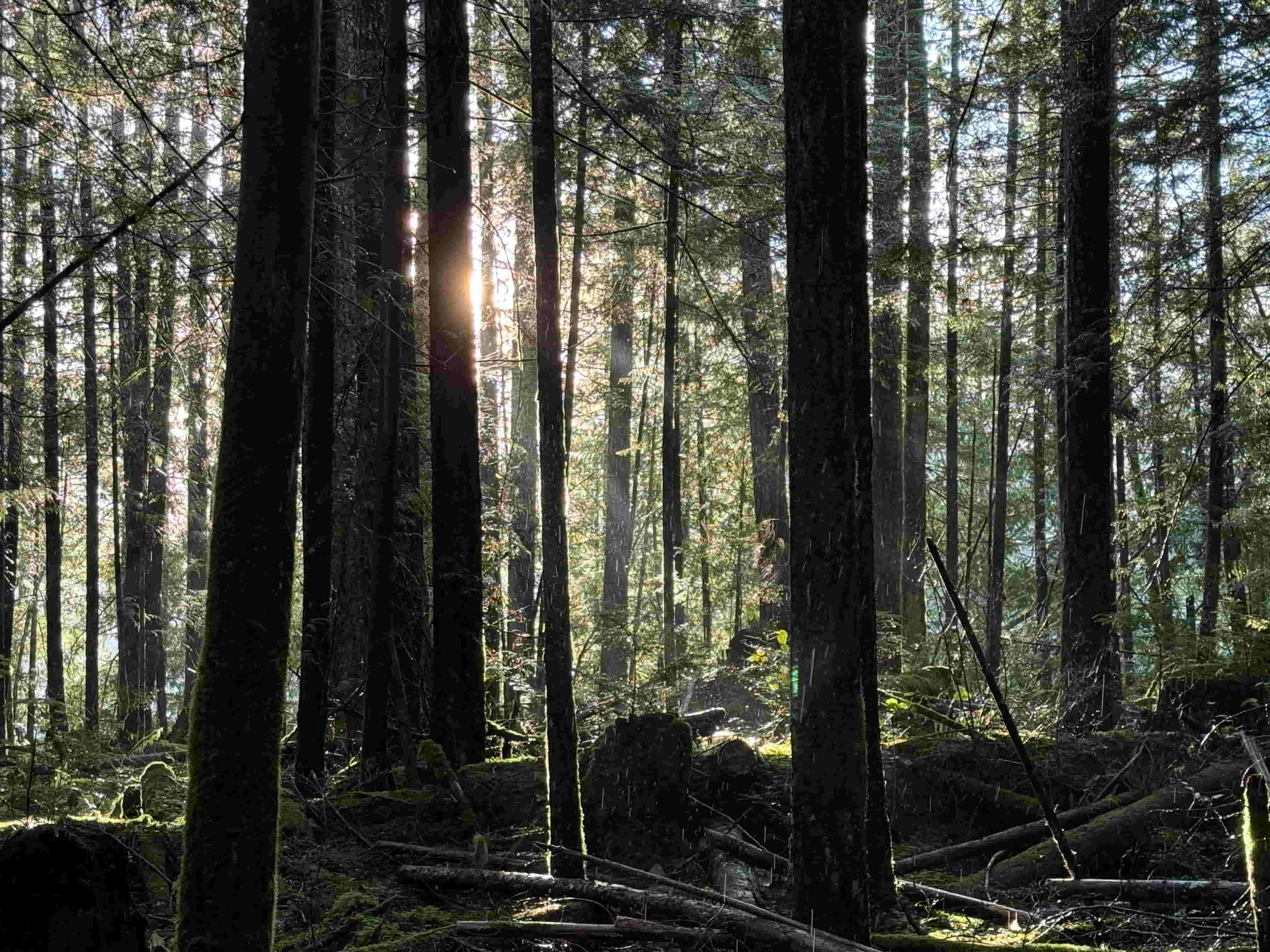 Forest 2