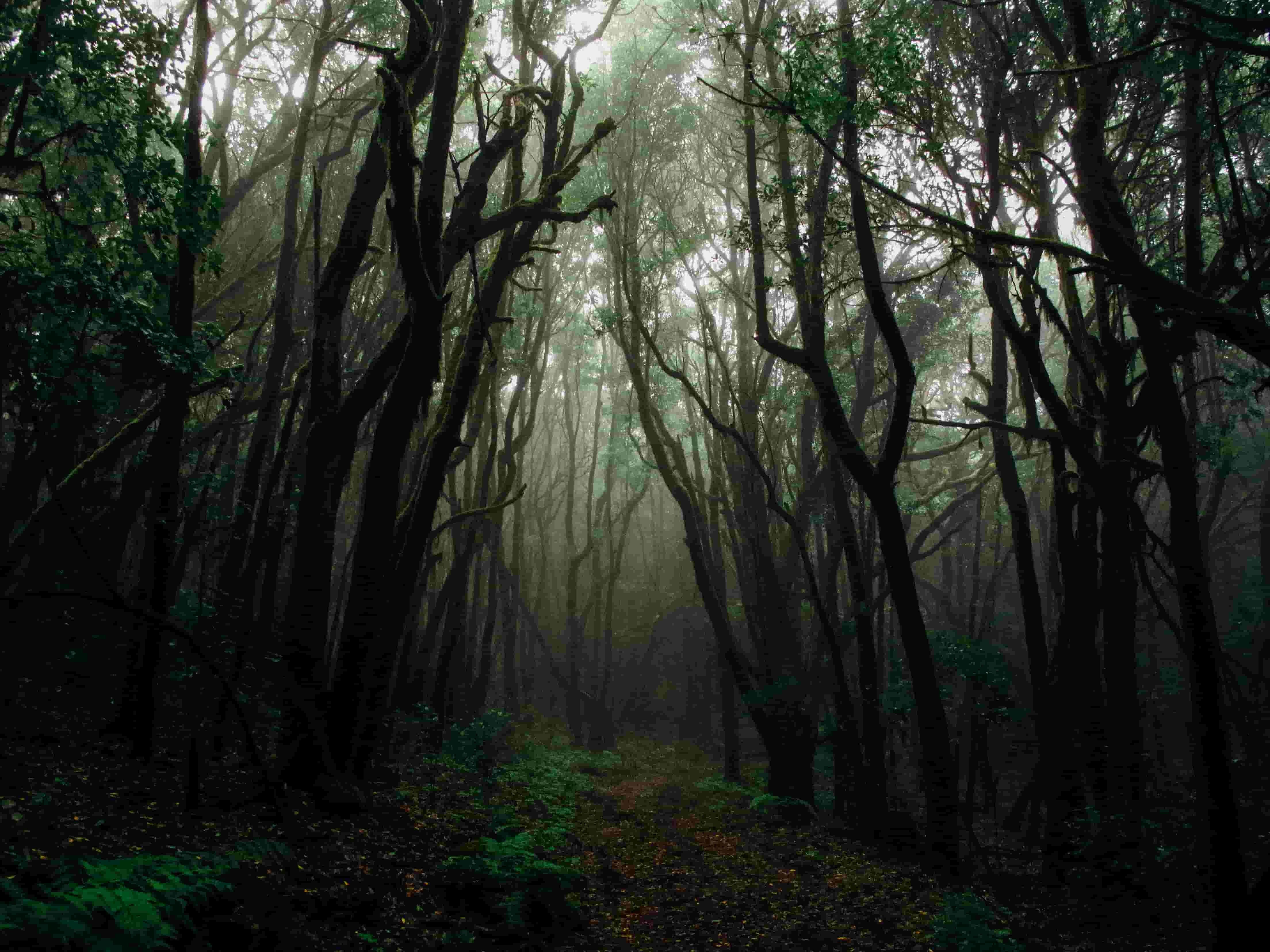 Forest 4