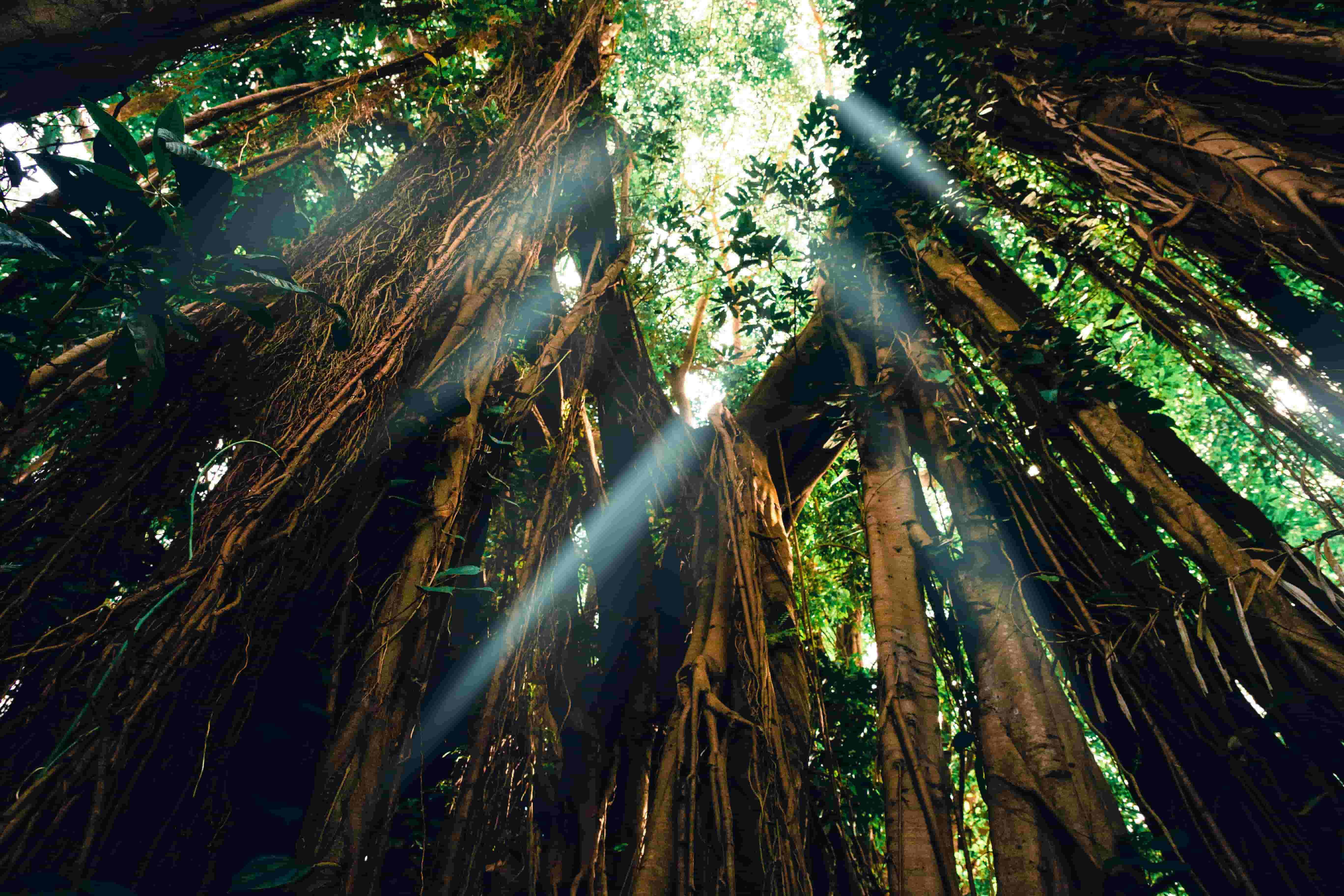 Forest 6