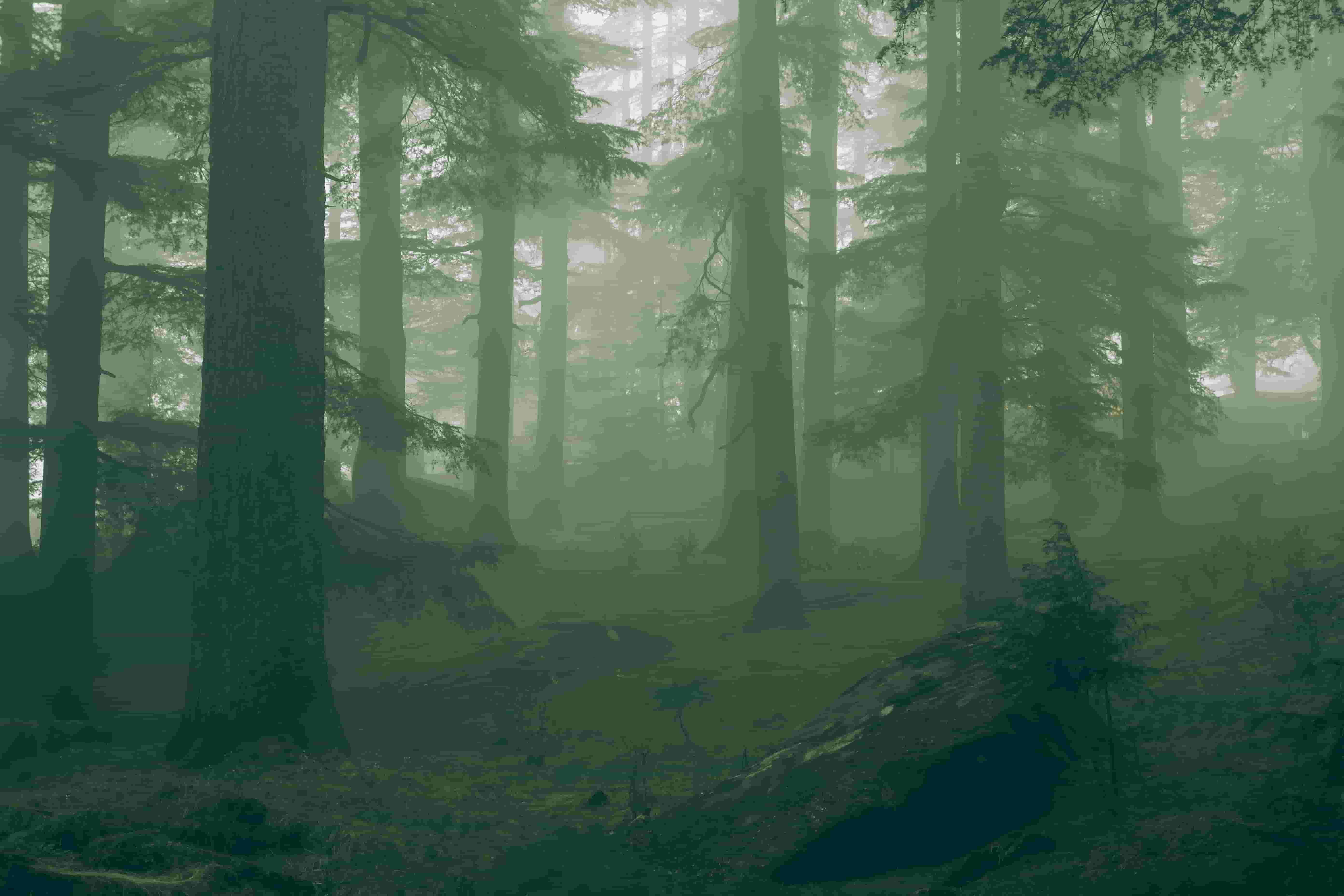 Forest 7