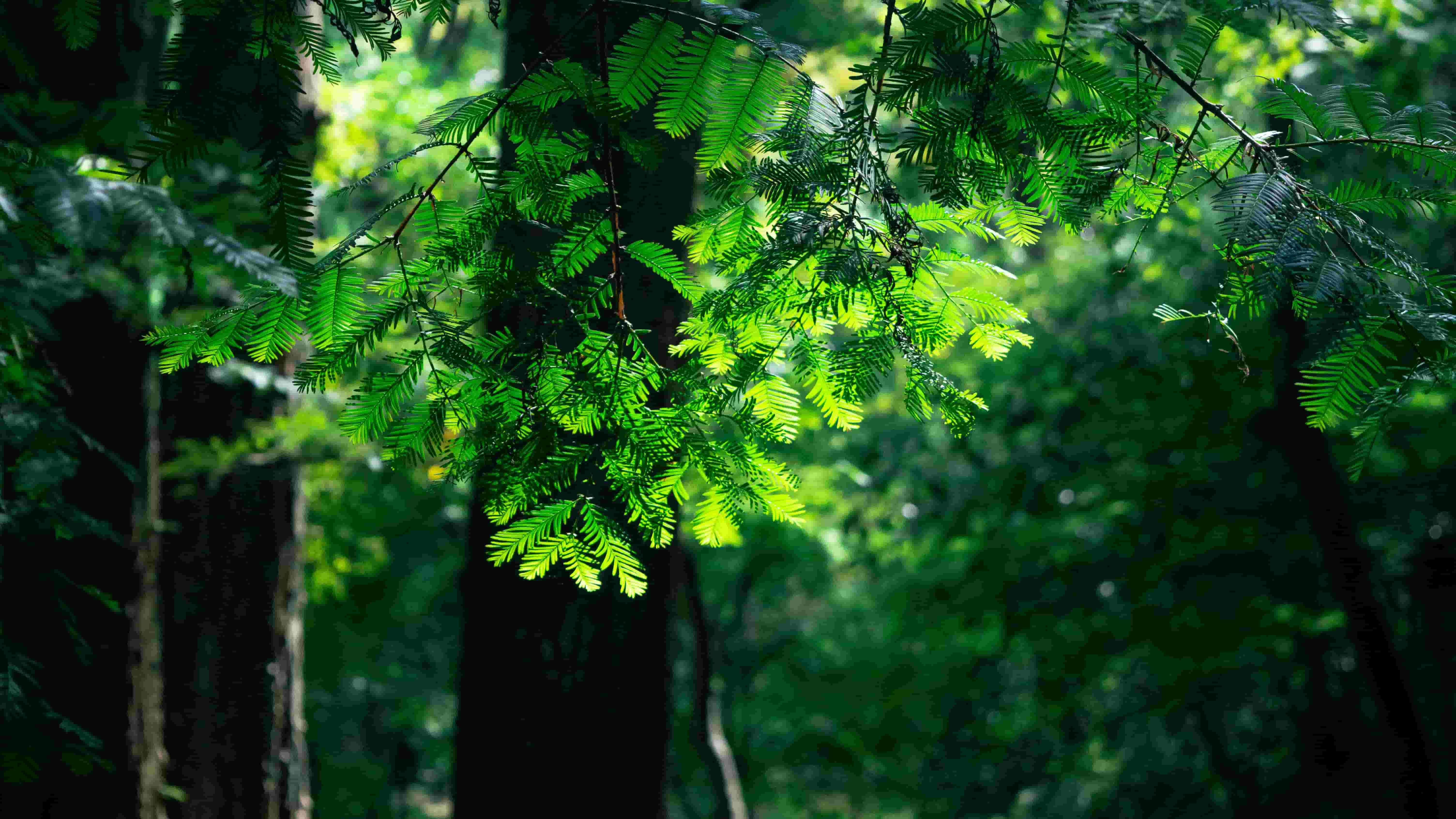 Forest 8