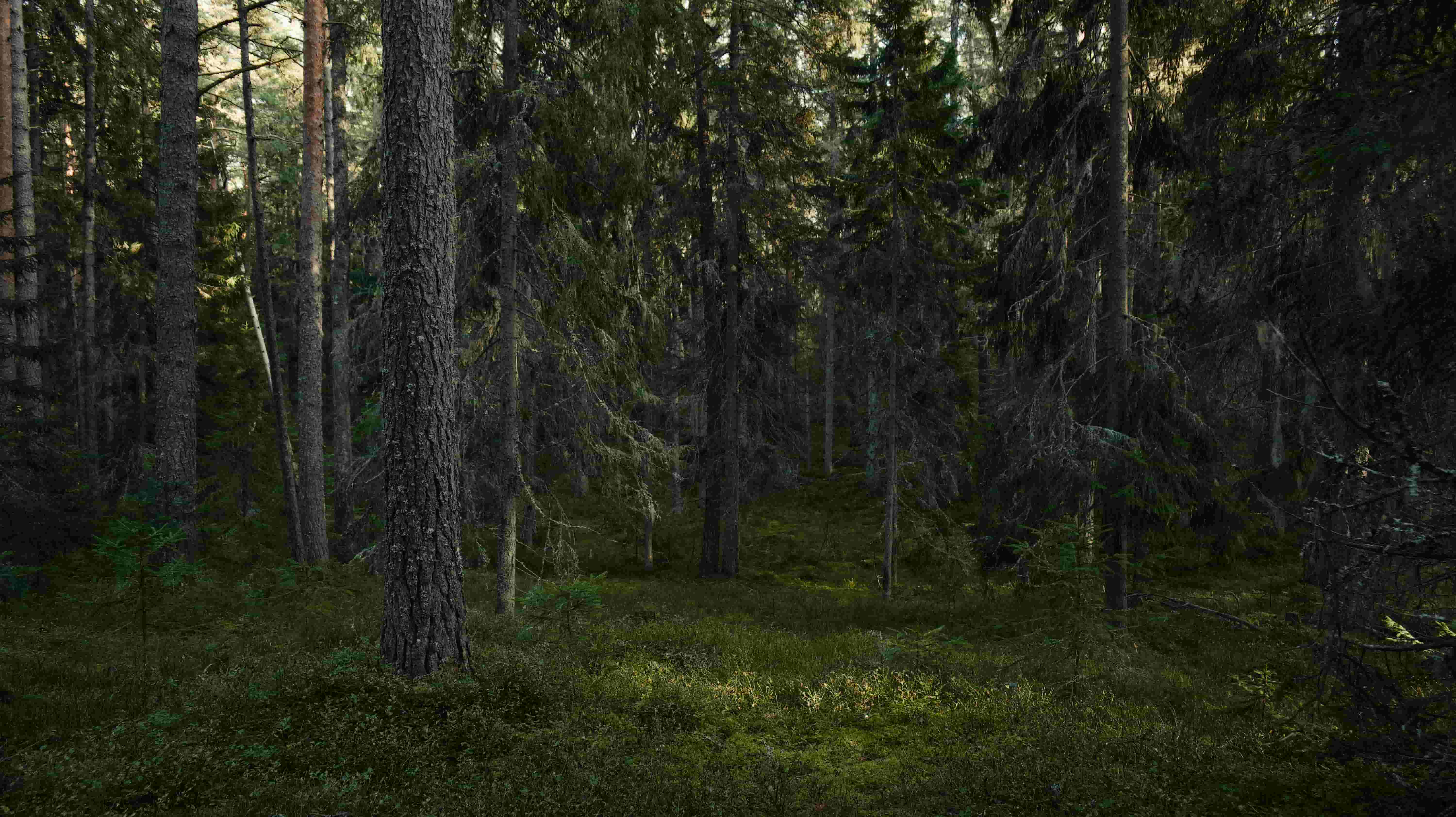 Forest 9