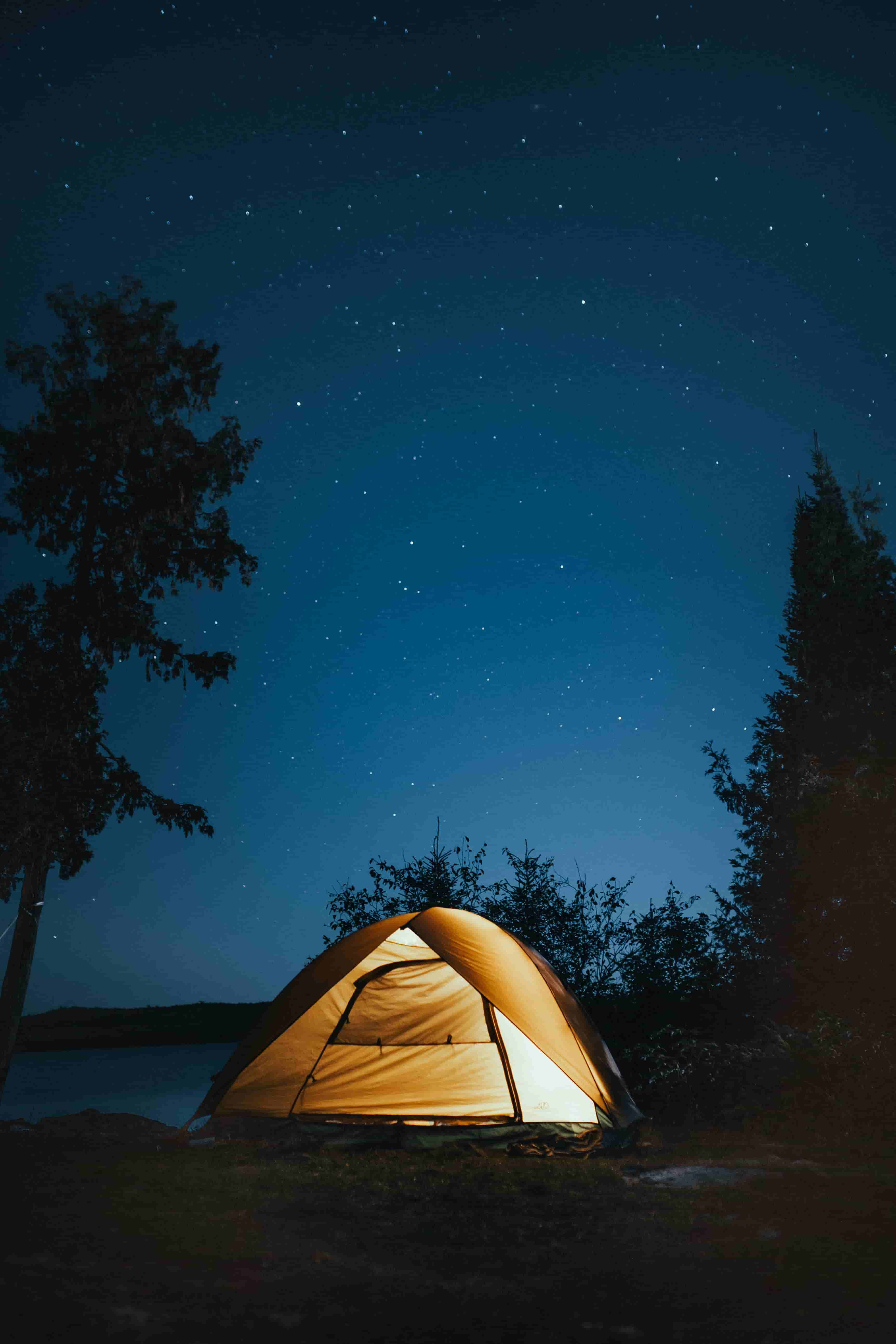 Night Forest