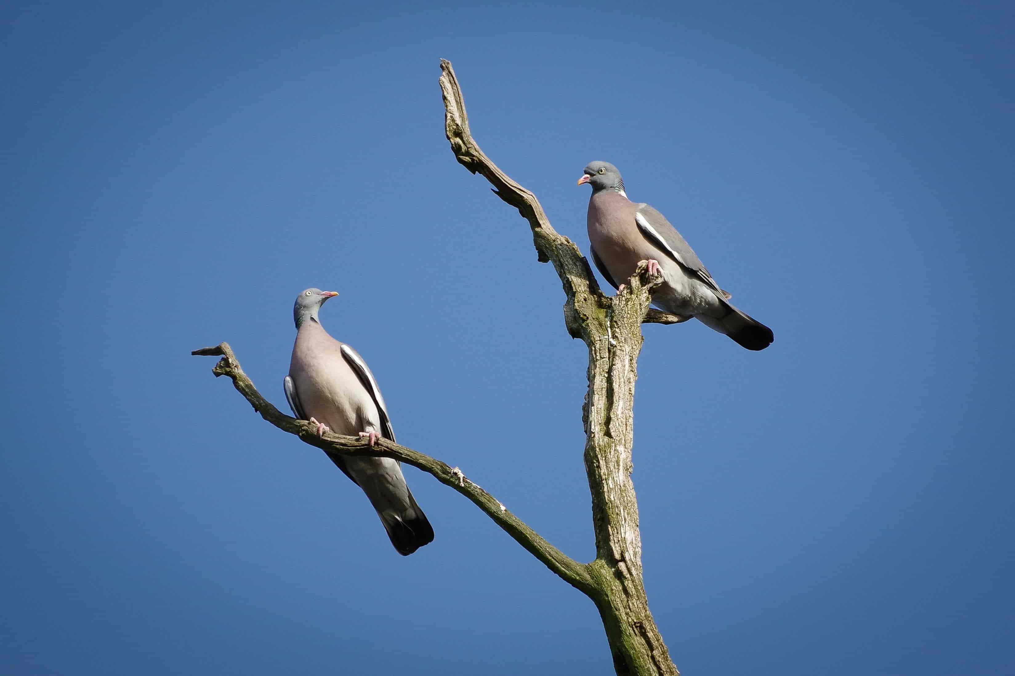 Pigeons